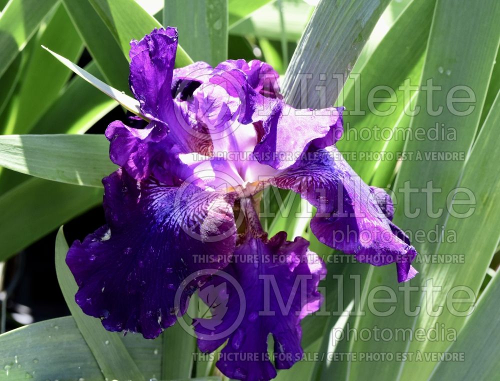 Iris Superstition (Iris germanica Tall bearded) 1
