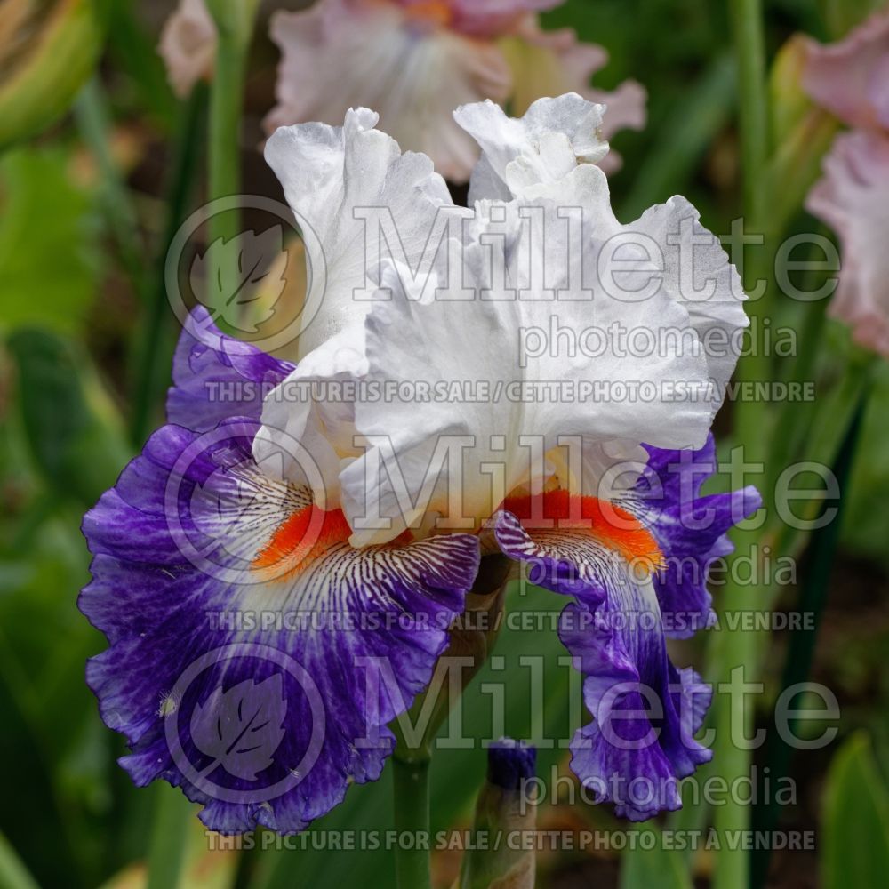 Iris Gypsy Lord (Iris germanica tall bearded) 1 