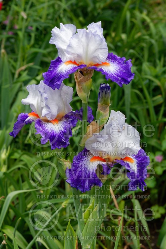 Iris Gypsy Lord (Iris germanica tall bearded) 2 