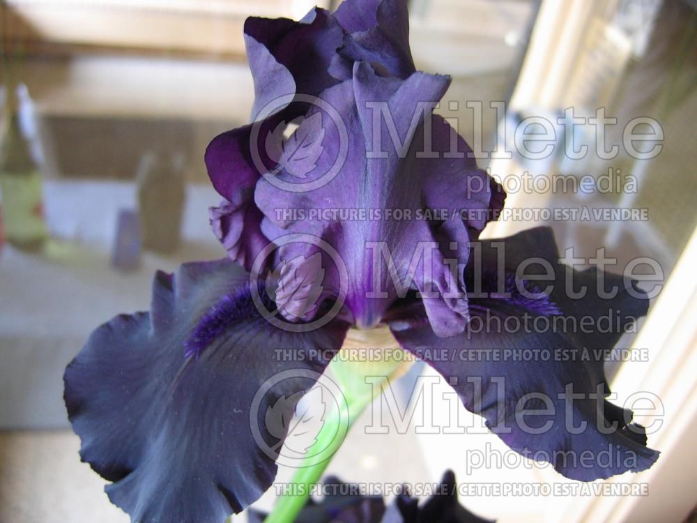Iris Hello Darkness (Iris germanica Tall bearded) 5