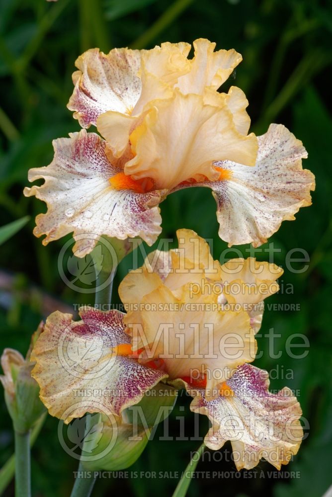 Iris Impertinent (Iris germanica border bearded) 1 