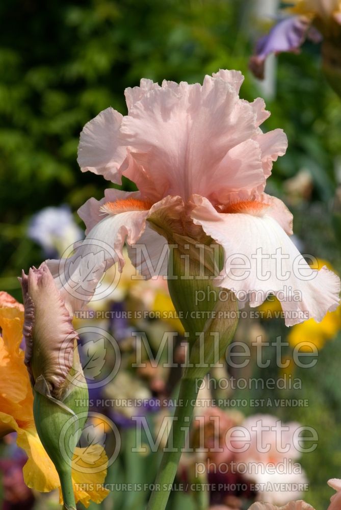 Iris Innocent Pink (Iris germanica tall bearded) 1 