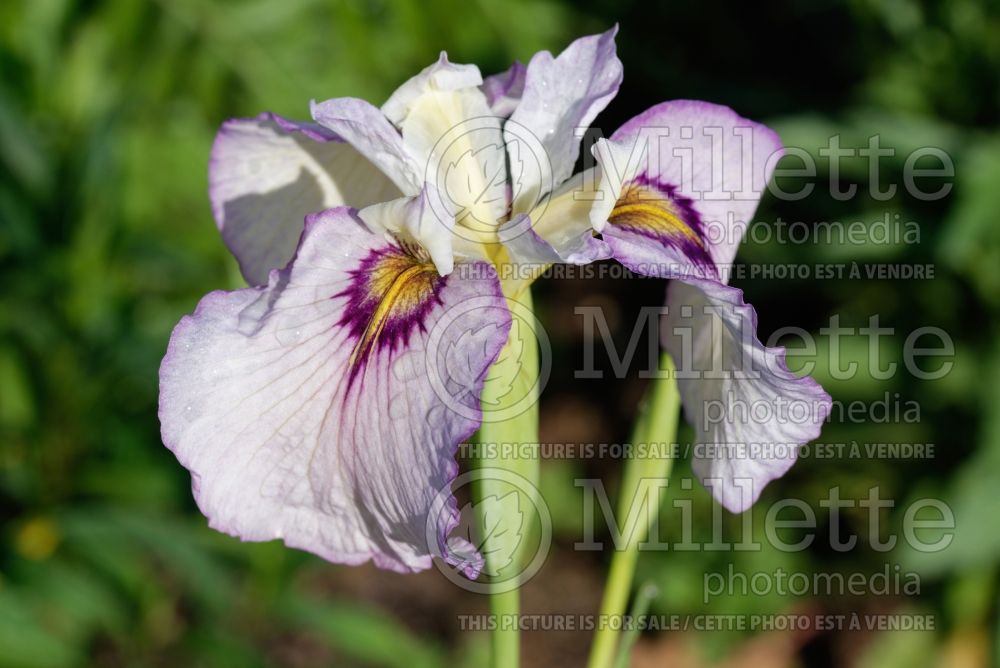 Iris Lawton Ridge (Iris) 1 