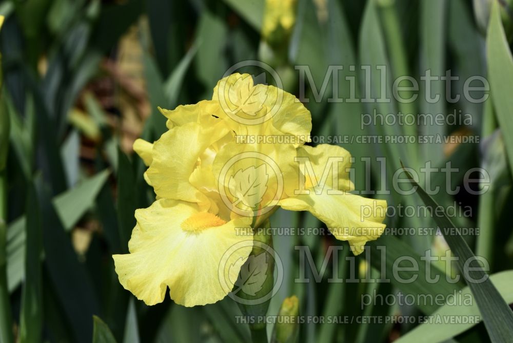 Iris Limonada (Iris germanica, Tall Bearded) 3