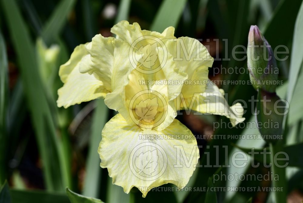 Iris Maui Moonlight (Iris germanica, Tall Bearded)  4