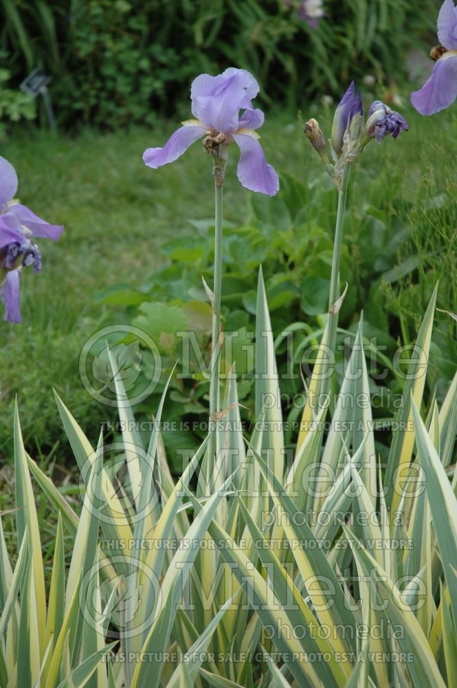 Iris Aurea Variegata (Gold Variegated Sweet Iris) 2