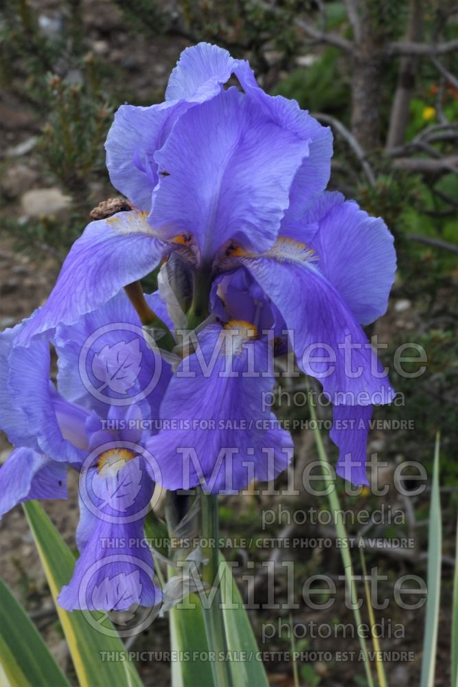 Iris Aurea Variegata (Gold Variegated Sweet Iris) 3