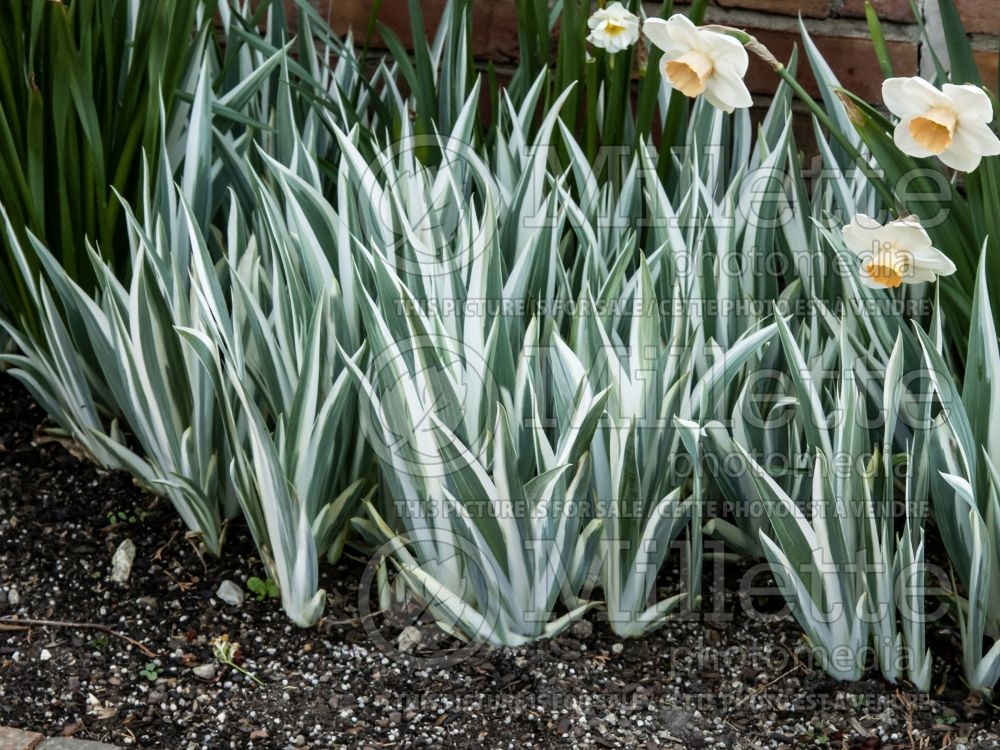 Iris Variegata (Iris) 8 