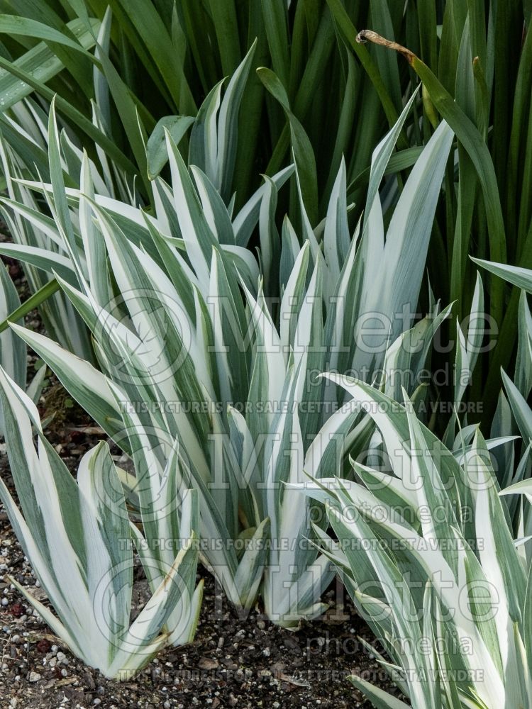 Iris Variegata (Iris) 9 