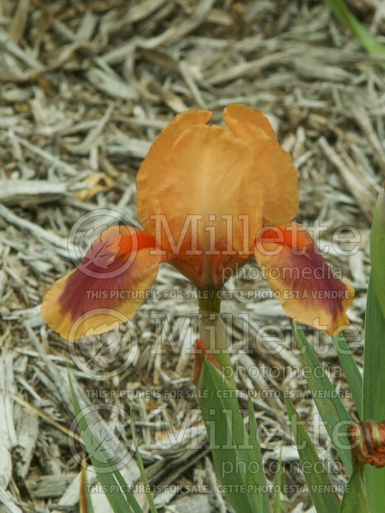 Iris Pele (Iris germanica, Semi Dwarf Bearded) 2 