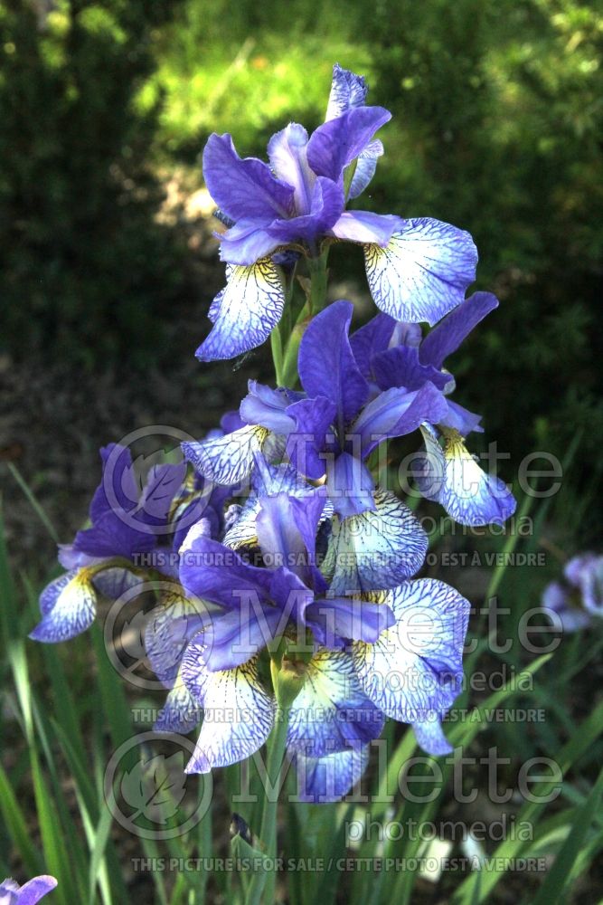 Iris Pennywhistle (Iris sibirica) 3
