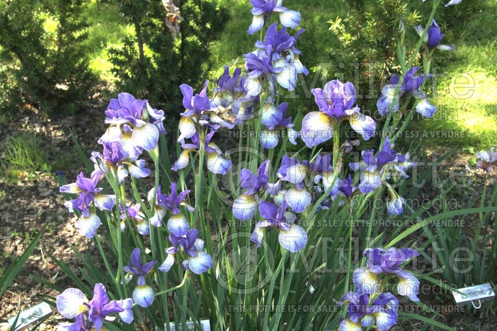 Iris Pennywhistle (Iris sibirica) 2