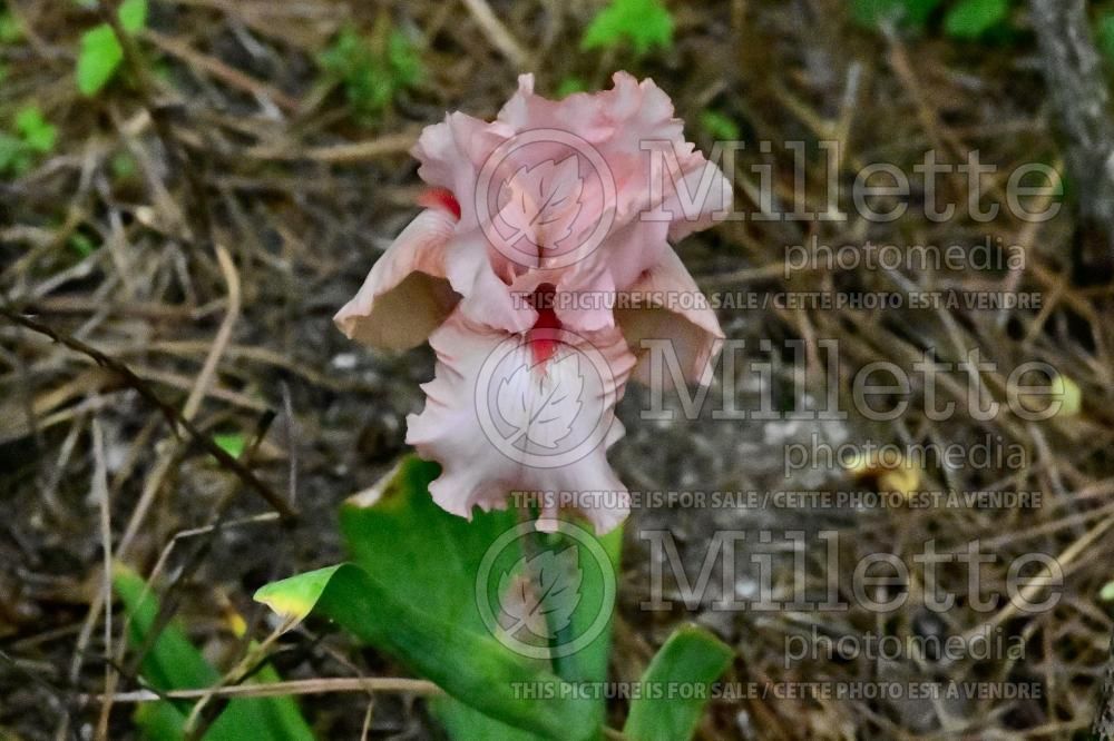 Iris Pink Attraction (Iris germanica, Tall Bearded) 2