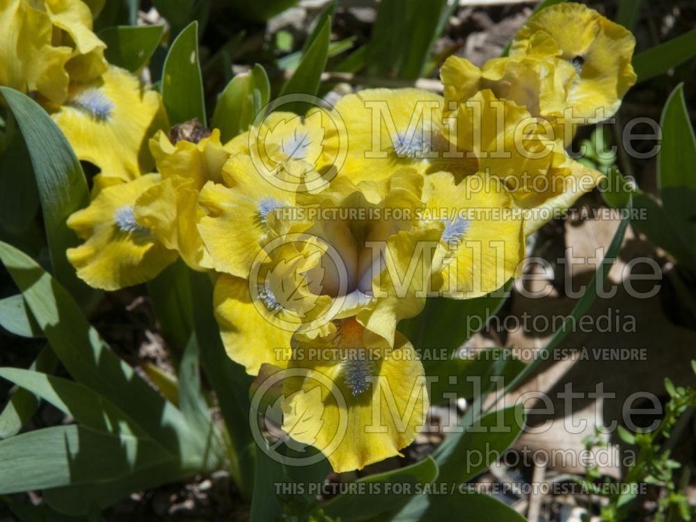 Iris Prank (Iris germanica, Dwarf Bearded) 1 