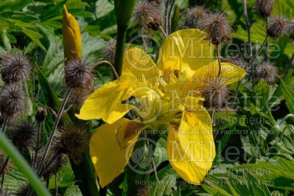 Iris Flore Pleno (Yellow flag iris) 1