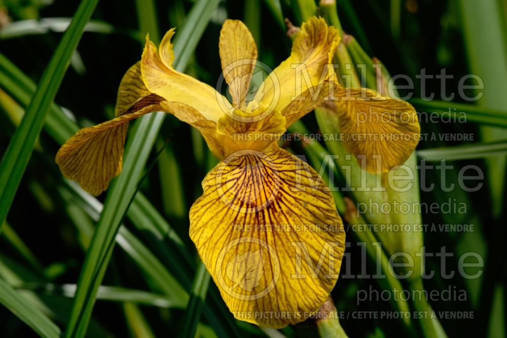 Iris Phil Edinger (Yellow flag iris) 1