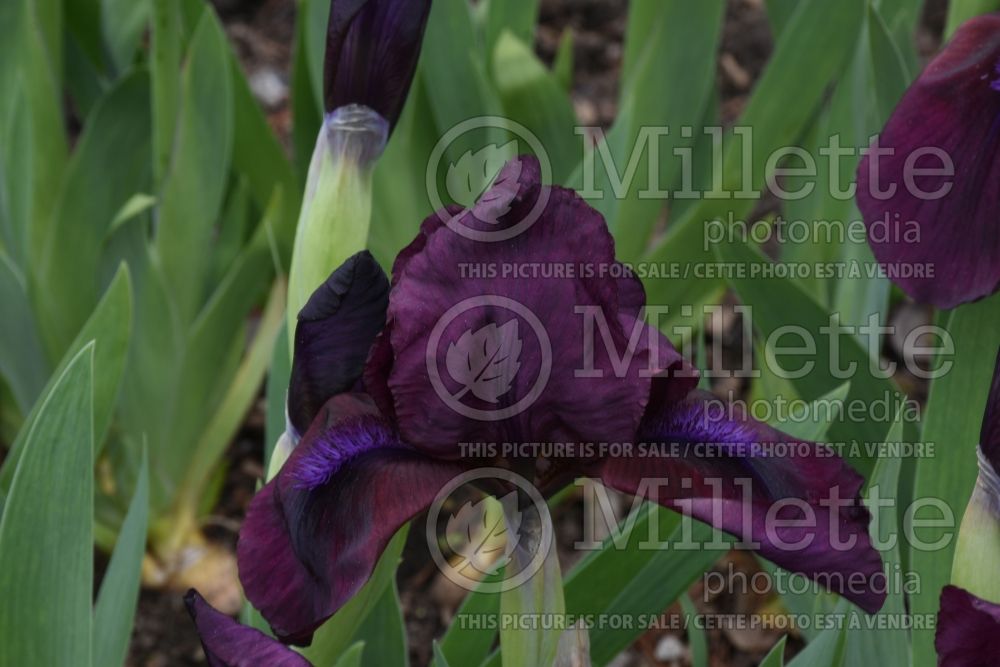 Iris Pastel Charm (Iris pumila) 1