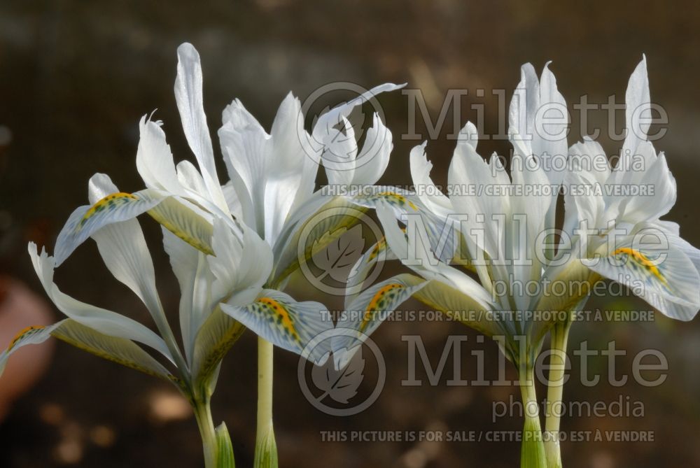 Iris Frank Elder (Iris reticulata) 1 