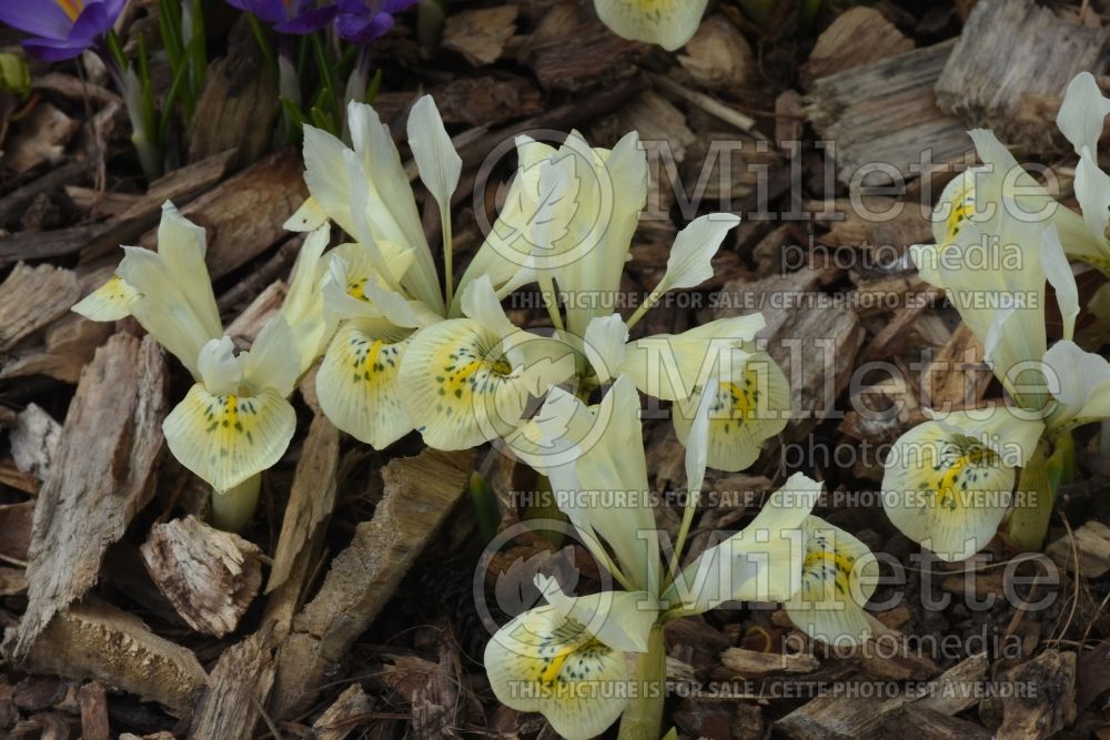 Iris Katharine’s Gold (Iris reticulata) 1