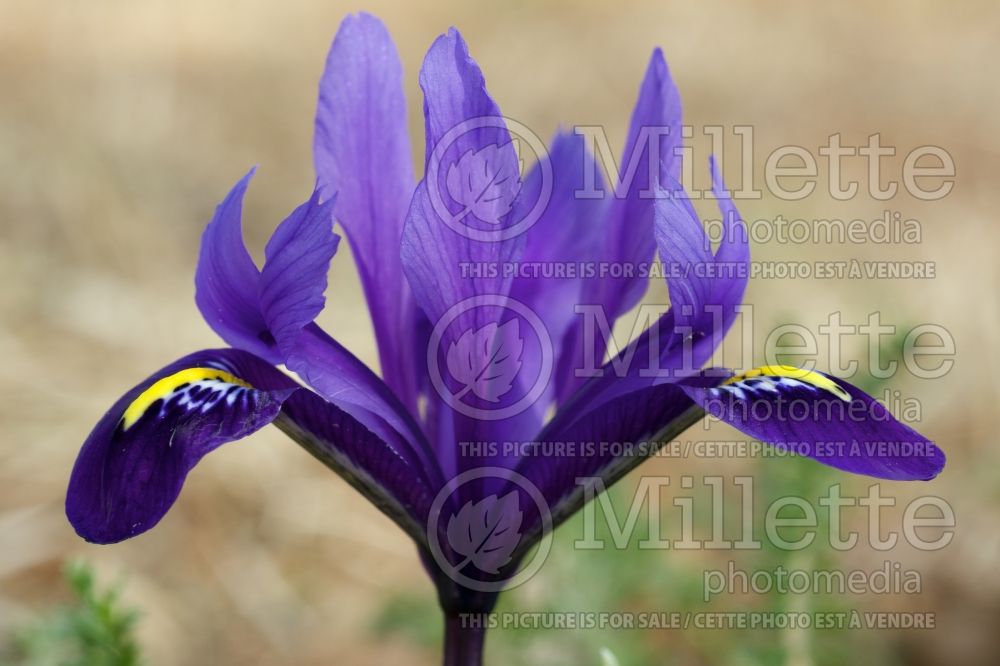 Iris Pixie (Iris reticulata) 4