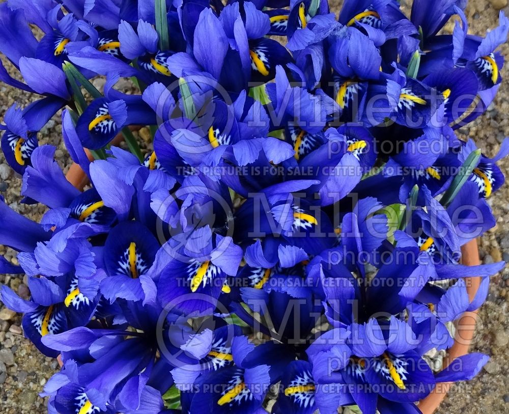 Iris Pixie (Iris reticulata) 3