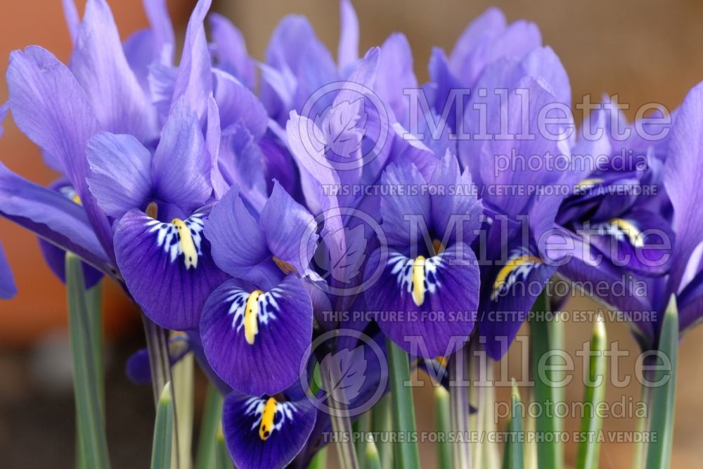 Iris Pixie (Iris reticulata) 2