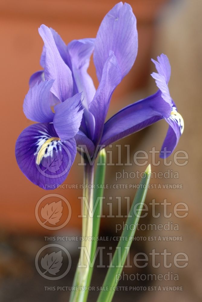 Iris Pixie (Iris reticulata) 1 