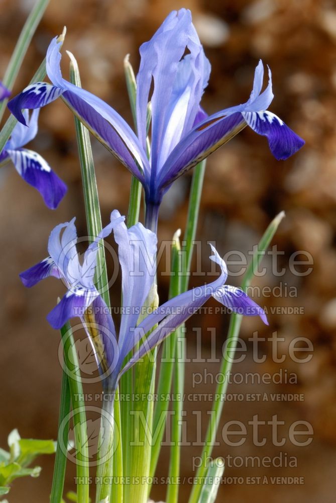 Iris Spring Time (Iris reticulata) 1 