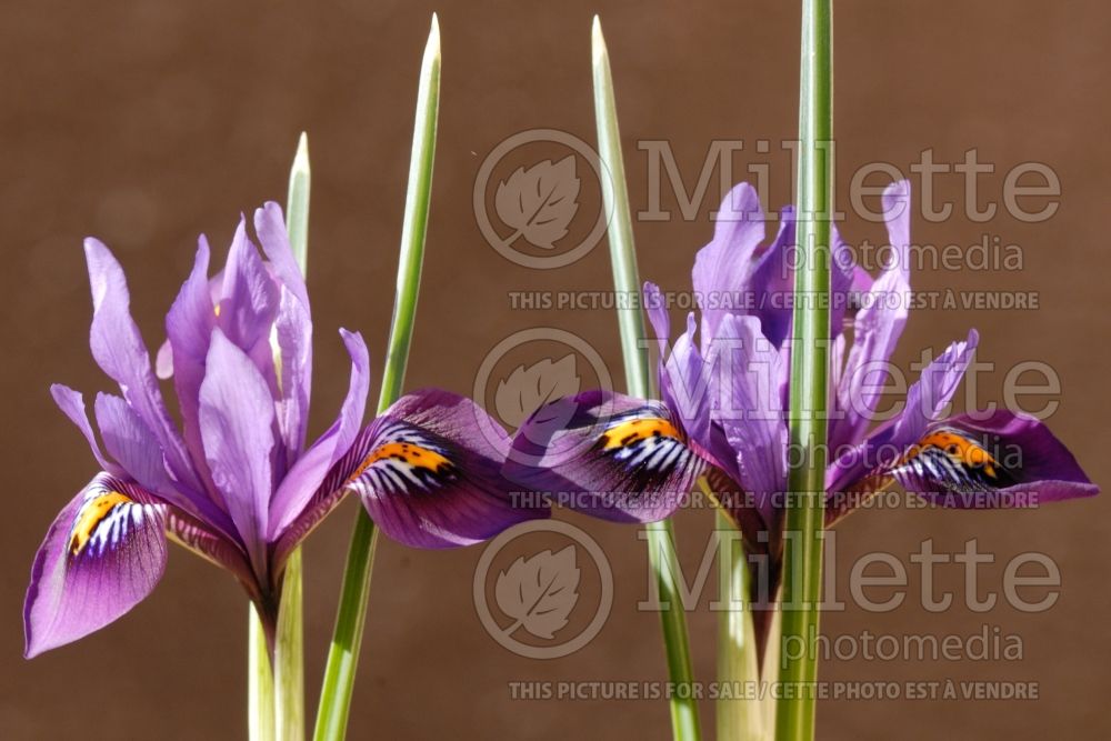 Iris Velvet Smile (Iris reticulata) 1 