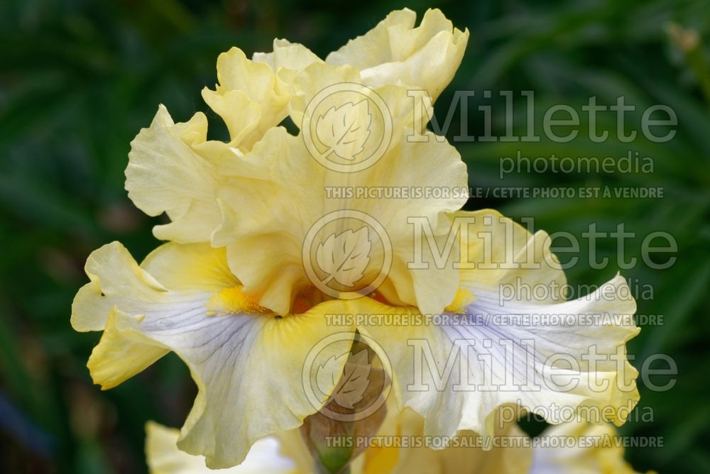 Iris Scandinavian Gal (Tall Bearded Iris) 1