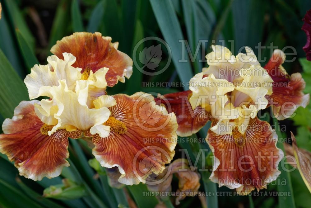 Iris Seasons in the Sun (Tall Bearded Iris) 1