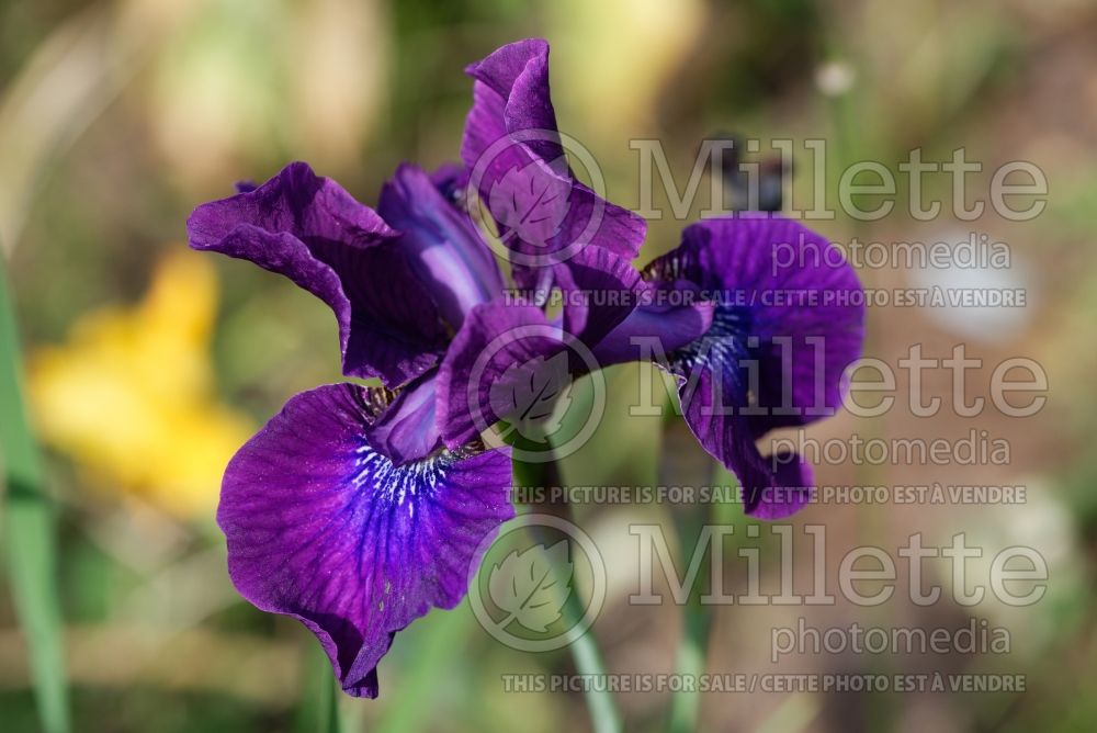 Iris Active Duty (Iris sibirica) 1