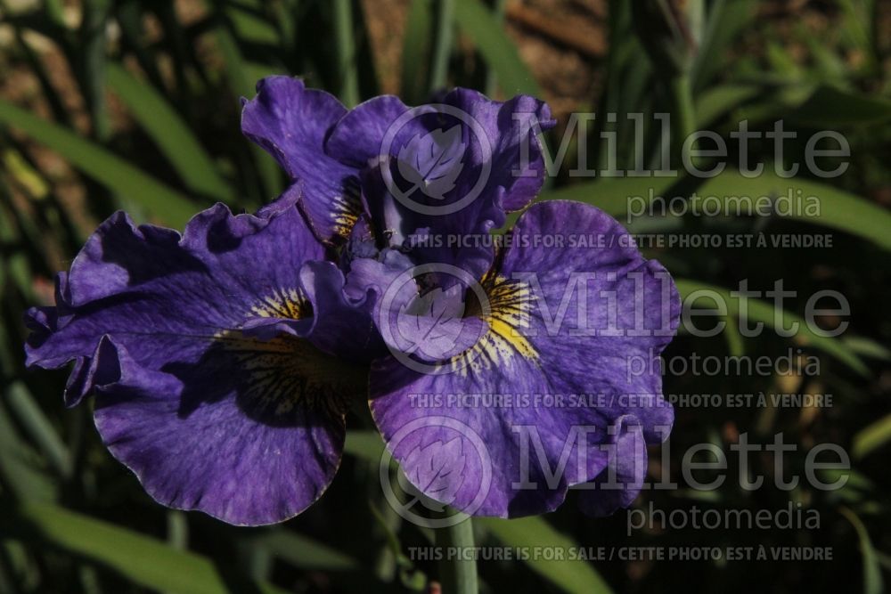 Iris Another Pretty Face (Iris sibirica) 1