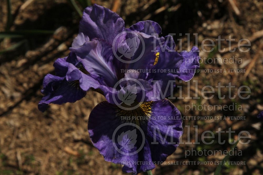 Iris Another Pretty Face (Iris sibirica) 2