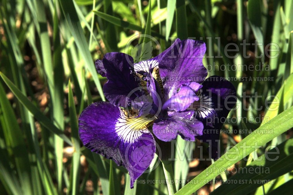 Iris Blue Butterfly (Iris siberian) 2