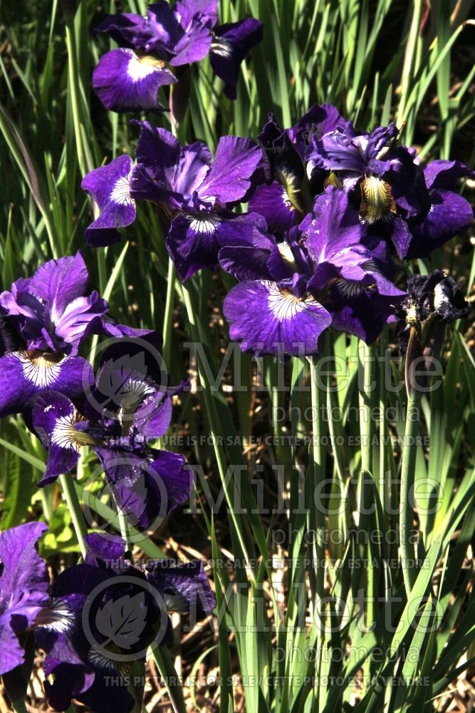 Iris Blue Butterfly (Iris siberian) 1