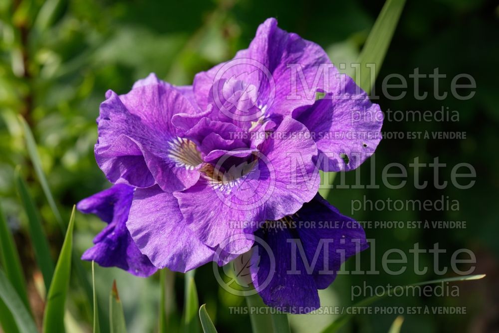 Iris Concord Crush (Iris sibirica) 1