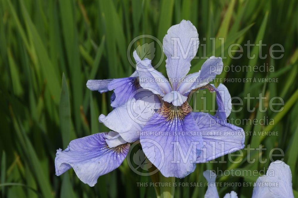 Iris Hubbard (Iris sibirica) 1