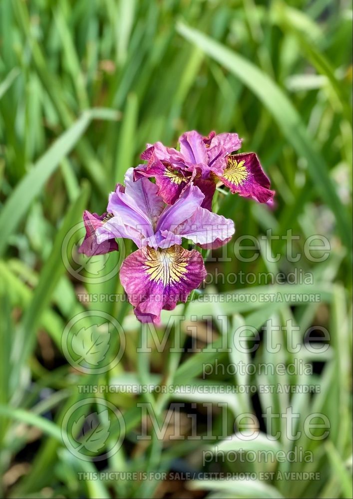 Iris Peacock Butterfly Miss Apple (Iris sibirica) 1