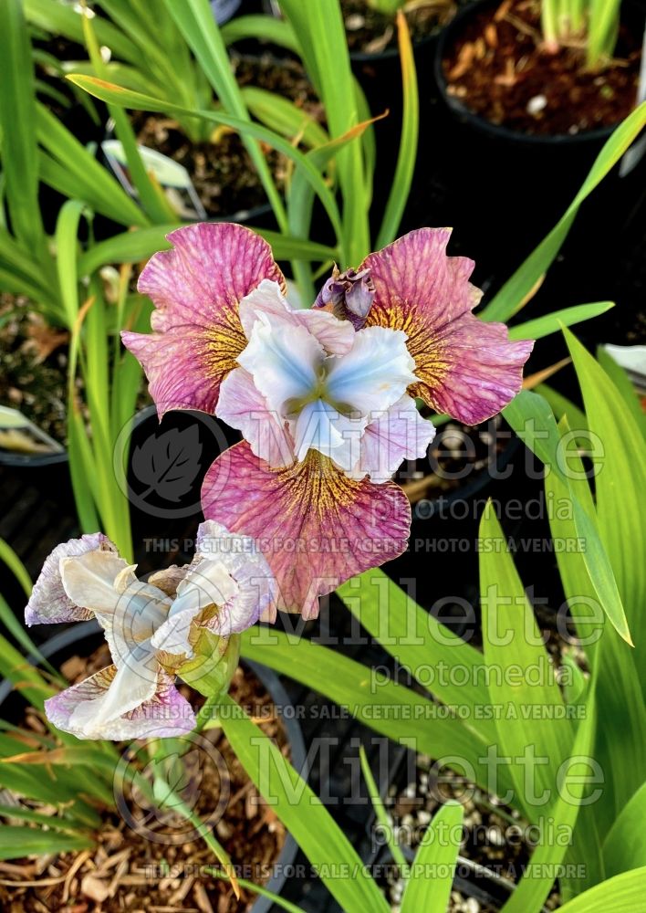 Iris Painted Woman (Iris sibirica) 1