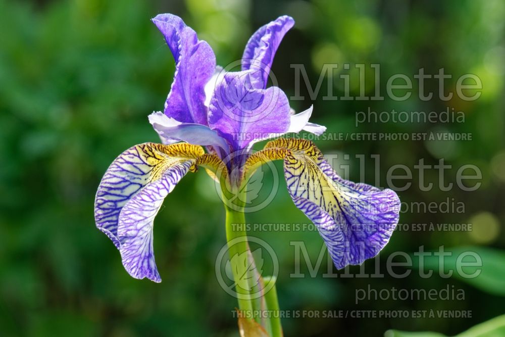 Iris Pennywhistle (Iris sibirica) 1
