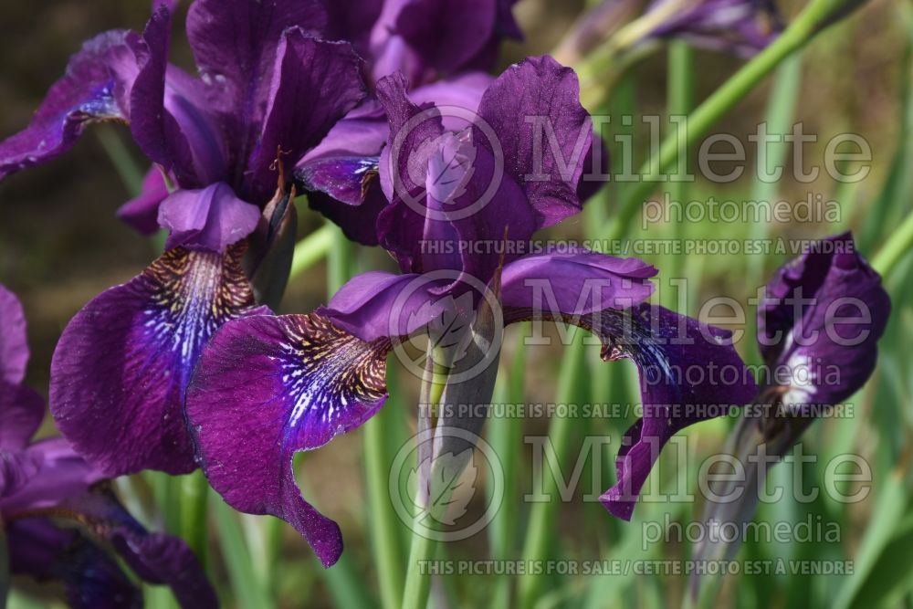 Iris Red Royale (Iris sibirica) 1