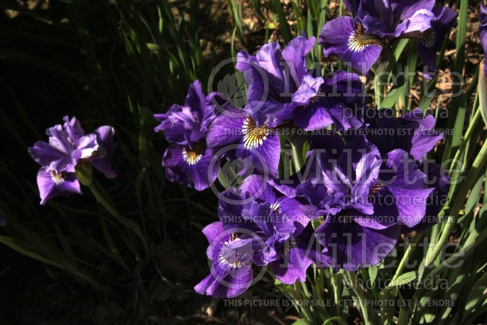 Iris Ruffled Velvet (Iris Siberian) 3