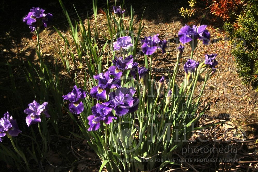 Iris Ruffled Velvet (Iris Siberian) 4