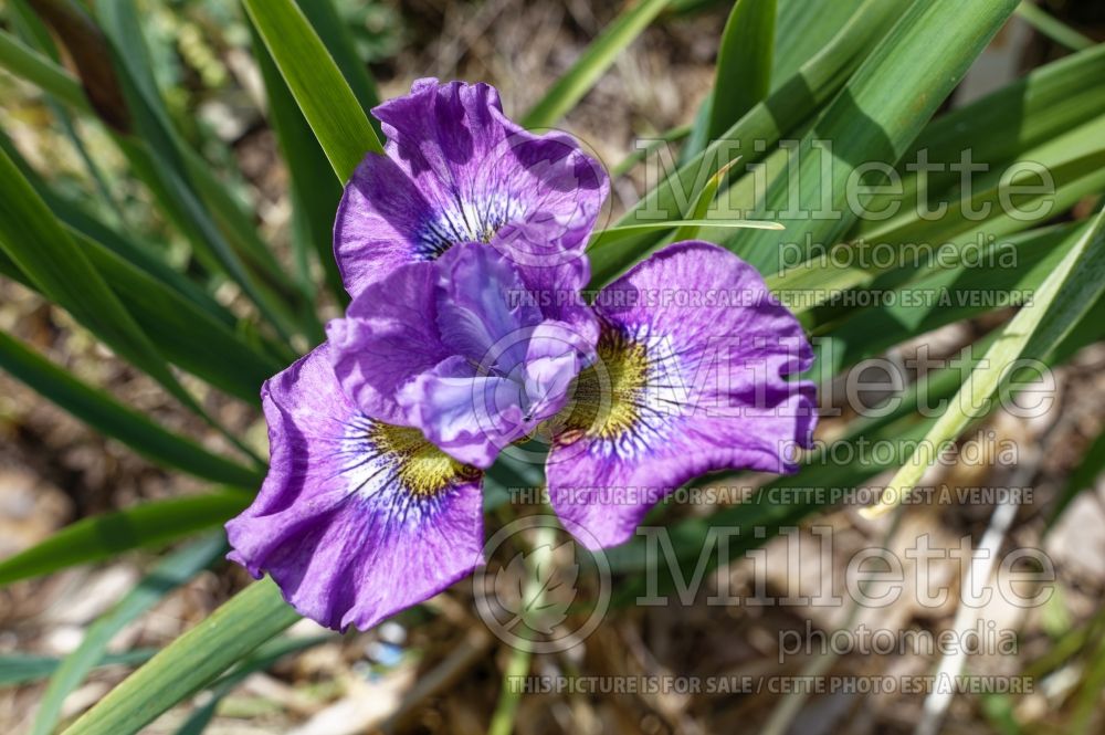 Iris Strawberry Fair (Iris Siberian) 3 