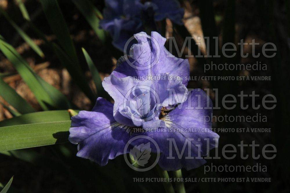 Iris Tutu Blue (Iris sibirica) 1