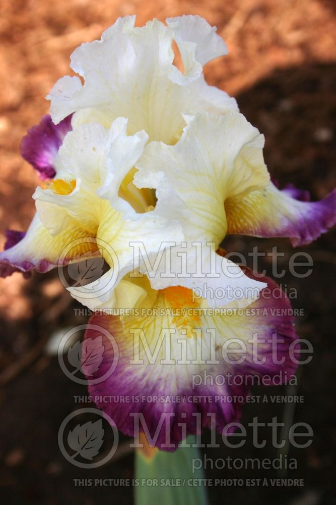 Iris Starship Enterprise (Iris germanica, Tall Bearded)  1