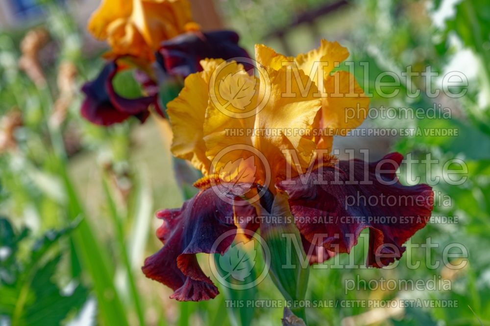 iris Supreme Sultan (Iris germanica Tall bearded) 1