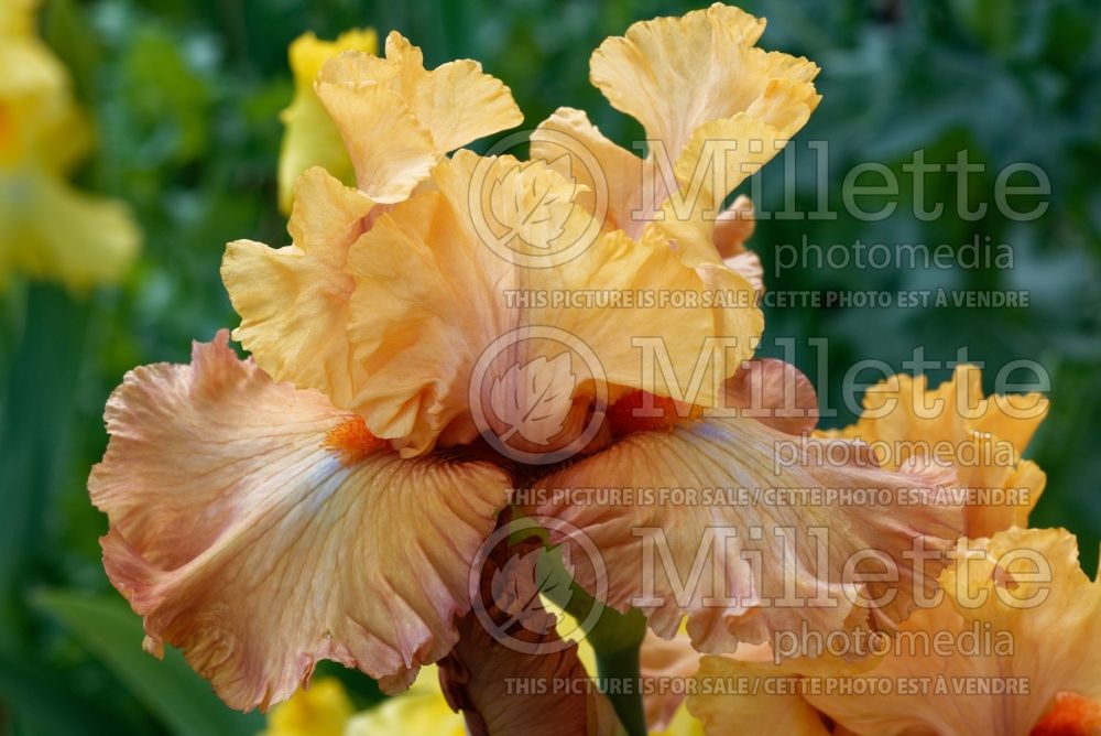 Iris Temple of Time (Tall Bearded Iris) 1