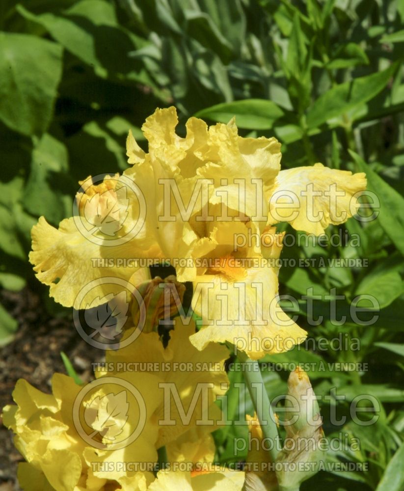 Iris Tulare (Border Bearded Iris) 1